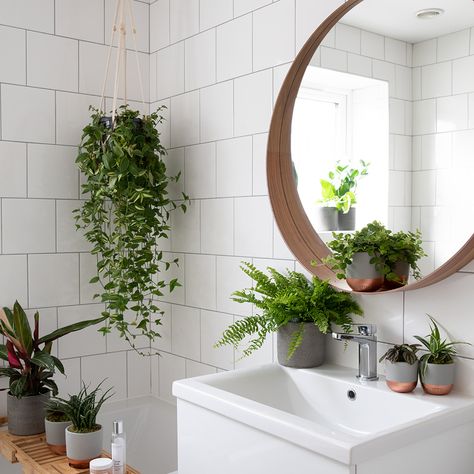 Houseplants That Will Thrive In Your Bathroom | Indoor Houseplants Calm Bathroom, Bathroom Without Windows, Bathroom Plant, Bathroom Plants Decor, Best Houseplants, Counter Top Sink Bathroom, Plant Window, Window Plants, Asparagus Fern