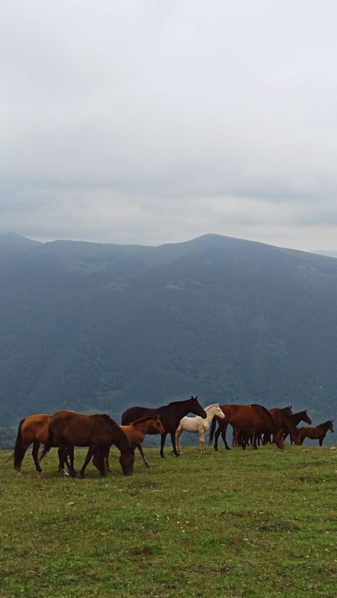 Horses in the mountains Rainy Vibes, Interior Graphic Design, Rainy Aesthetic, Cottagecore Life, Horse Background, Mountains Hiking, Hiking Nature, Travel Moments, Nat Geo