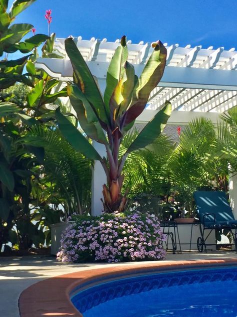 Tropical Looking Plants, Musa Basjoo, Cold Hardy Palm Trees, Leaf Pile, Plant Maintenance, Bethany Beach, Banana Plants, Green Banana, Banana Tree