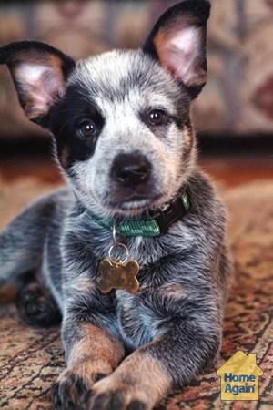 Beautiful blue heeler pup American Cattle Dog, T K, Heeler Puppy, Cow Dog, Red Heelers, Blue Heelers, Dog White, Cattle Dogs, Australian Cattle Dogs