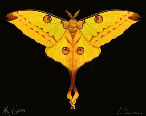 Madagascar Moon Moth, Comet Moth Drawing, Comet Moth Tattoo, Yellow Moth, Comet Moth, Borboleta Tattoo, Moth Species, Colorful Moths, Moon Moth