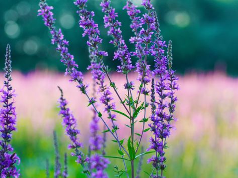 Hyssop has amazing benefits including relieving respiratory conditions, eliminating parasites, increasing circulation, & treating muscle pain & inflammation. Read more! Hyssop Benefits, Uncrossing Oil, Herb Remedies, Herbal Grimoire, Witchy Herbs, Herb Uses, Nutritional Healing, Medicinal Wild Plants, Medicine Garden