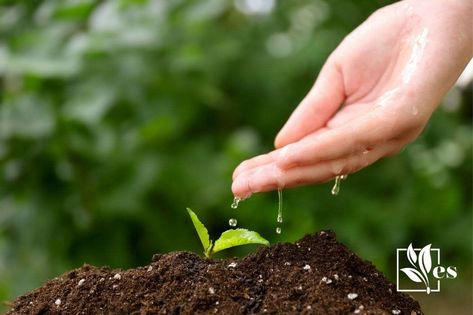 How To Fix Hydrophobic Soil: Effective Solutions for Water Absorption Hydrophobic Soil, Horse Manure, Improve Soil Quality, Compost Tea, Organic Soil, Garden Help, Peat Moss, Plant Roots, Garden Soil