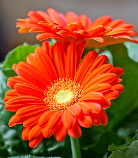 Gerbera Flower, Fleur Orange, Gerber Daisies, Wallpaper Flower, Gerbera Daisy, Orange Flower, Flowers Art, Gardening Supplies, Shades Of Orange