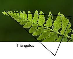 triángulo Geometric Nature, Fibonacci Spiral, Golden Ratio, Amazing Nature, Plant Leaves, Plants, Nature