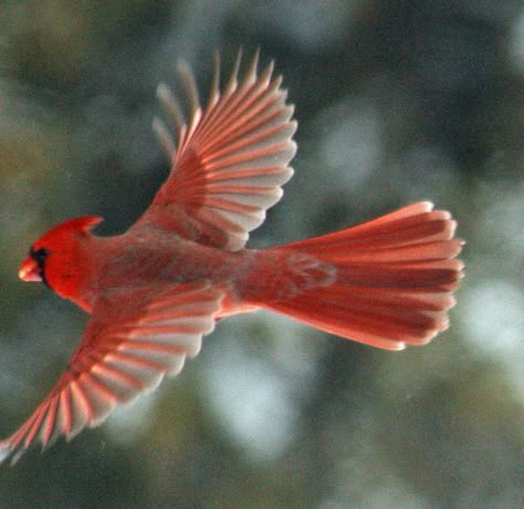 flying cardinal bird photo | Recent Photos The Commons Getty Collection Galleries World Map App ... Flying Cardinal, Cardinal Pictures, Cardinal Tattoos, Northern Cardinal, State Birds, Kinds Of Birds, Cardinal Birds, Red Bird, Backyard Birds