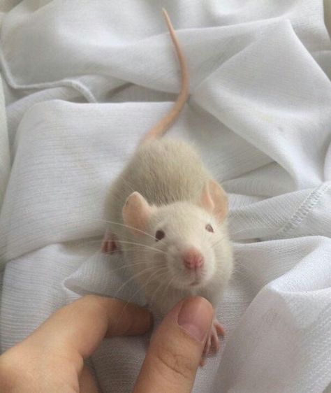 Cute Rat Aesthetic, Funny Rats, Fancy Rat, Cute Rats, Cute Hamsters, Pet Rats, Little Critter, Animal Sketches, Hamsters