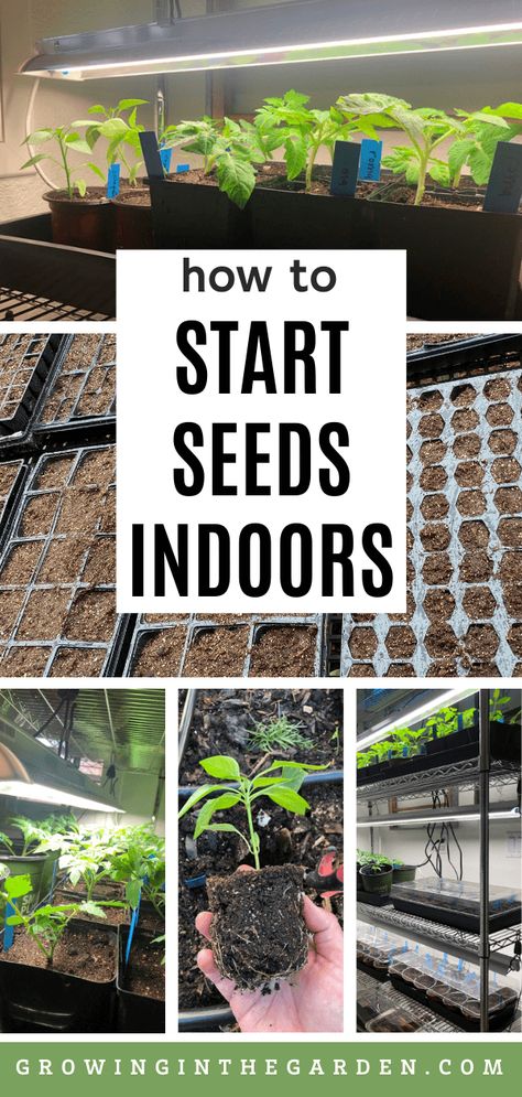 Starting Seeds Indoors Diy, Starting Garden Seeds Indoors, When To Start Seeds Indoors, When To Start Seeds, Starting Seeds Inside, Planting Flowers From Seeds, Planting Seeds Indoors, Growing Plants From Seeds, Start Seeds Indoors