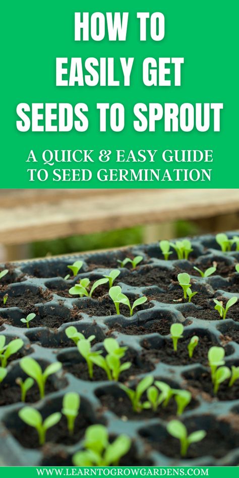 Seedlings in trays Seed Starting Indoors Diy, Seed Starting Indoors, Growing Vegetables From Seeds, Seed Sprouting, Garden Seeds Packets, Plant Business, Seed Growing, Flower Garden Ideas, Gardening Tips For Beginners