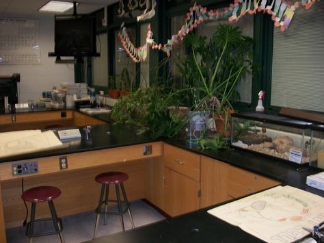 Biology Room Aesthetic, High School Bathroom Aesthetic, Science Classroom High School, Middle School Classroom Design, High School Science Teacher Classroom, High School Science Teacher Aesthetic, Environmental Science Classroom, Biology Classroom Aesthetic, Aesthetic Science Classroom