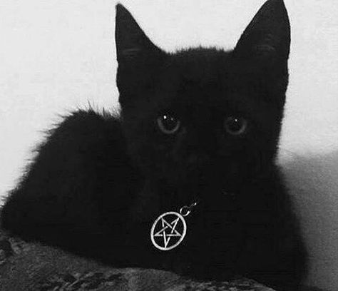 Winter Hipster, Black Cat Aesthetic, A Black Cat, Gothic Aesthetic, Sanya, Witch Aesthetic, Goth Aesthetic, Cat Aesthetic, Animal Jokes