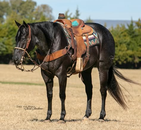 Roping Horses, Working Cow Horse, Ranch Horses, Western Horses, Horses Tack, Barrel Racing Horses, Rodeo Horses, American Quarter Horse, Quarter Horses