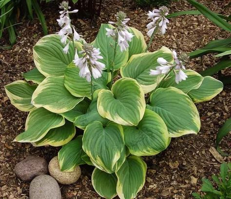 Hosta 'Fragrant Bouquet' (Plantain Lily) Types Of Hostas, Variegated Hosta, Big Leaf Plants, Plantain Lily, Asian Garden, Red Baron, Lily Plants, Shade Perennials, Sandy Soil