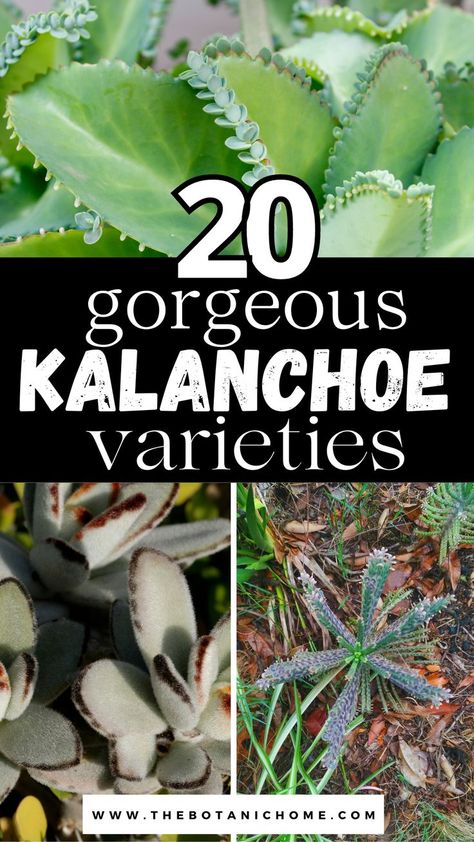 3 images of different types of kalanchoe succulent plants. Text reads: 20 gorgeous kalanchoe varieties. Kalanchoe Plant Care, Kalanchoe Succulents, Plants Care Tips, Kalanchoe Flowers, Kalanchoe Plant, Water Succulents, Types Of Succulents Plants, How To Water Succulents, Plants Care