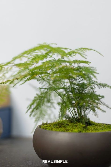 7 Spectacular Ferns You'll Want to Add to Your Houseplant Collection | Delightfully fluffy and delicate, the asparagus fern almost looks like an herb! However, watch out, it has sharp thorns. It thrives in bright light and can handle a missed watering every now and again. Just beware, this plant is extremely toxic to both dogs and cats. #indoorplants #easyplants #plantsforbeginners #easycareplants #realsimple #plants Asparagus Fern Indoors, Indoor Ferns Houseplant, Fern Future Home Vibes, Indoor Fern Plants, Indoor Plants Bedroom, Plants Bedroom, Houseplant Collection, Indoor Ferns, Ferns Care