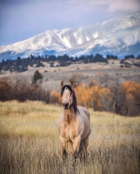 Montana Aesthetic, Arabic Horse, Montana Living, Wild Horses Photography, Mustang Horse, Types Of Horses, Rodeo Life, Horse Aesthetic, Majestic Horse