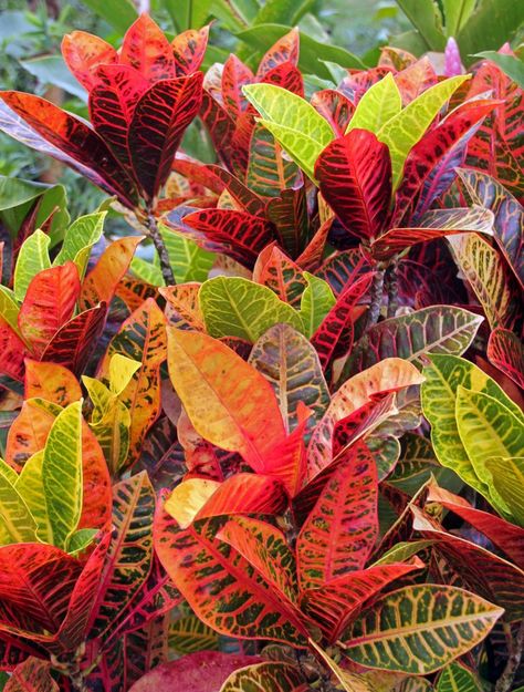 Crotons Plants, Croton Plant, Codiaeum Variegatum, Asian Plants, Tropical Backyard Landscaping, Sansevieria Plant, Plant Names, Tropical Backyard, Tropical Flower Plants