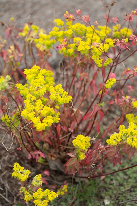 Euphorbia oblongata x 3 (D- see plan) Chelsea Flower, Herbaceous Perennials, Chelsea Flower Show, Flower Show, Perennials, Flowers, Plants