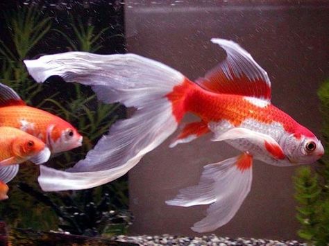 comet goldfish - Google Search Black Goldfish, Comet Goldfish, Karp Koi, Ikan Air Tawar, Goldfish Tank, Goldfish Pond, Cool Fish, Pet Fish, Fish Ponds