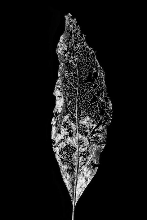 Leaf Reference, Skeleton Black And White, Gratitude Tattoo, Leaf Skeleton, Organic Art, Black And White Photograph, Leaf Texture, Leaf Logo, White Prints