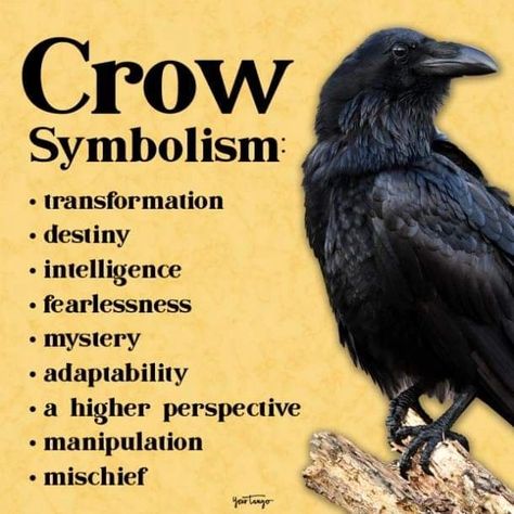 Spiritual Bird Meanings, Crows Meaning Symbols, One Crow Meaning, Raven Meaning Spiritual, 3 Crows Tattoo, Spiritual Meaning Of Crows, Crow Meaning Spirit Animal, Crow Symbolism Meaning, Crow Witchcraft