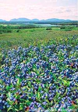 Edible Landscaping with Charlie Nardozzi :: National Gardening Association England Bedroom, New England Bedroom, Blueberry Field, Florida Farm, Alpine Strawberries, Blueberry Picking, Blueberry Farm, Oregon Grape, Veggie Gardens