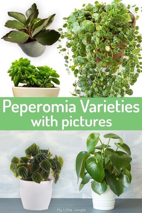 Peperomia Varieties with Photos - Types of Radiator Plants - My Little Jungle Types Of Peperomia Plants, Peperomia Varieties, Pet Safe Indoor Plants, Fence Plant, Safe House Plants, Plants Names, Houseplant Collection, Cat Friendly Plants, Succulent Varieties