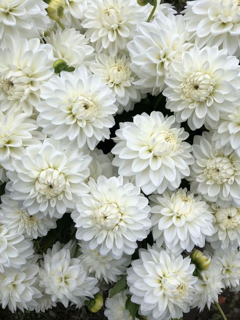 Dahlias Wedding, Wedding Designers, White Dahlia, Dahlia Tubers, Short Vase, Lily Garden, Growing Dahlias, Flower Farmer, Indoor Flowers