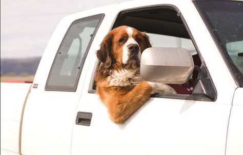 Dog Car, Funny Mother, Dog Travel, Mans Best Friend, Animal Memes, The Window, Car Window, Dog Love, Puppy Love