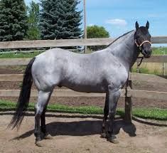 Blue Roan American Quarter Horse Roan Quarter Horse, Blue Roan Quarter Horse, Blue Roan Horse, Roan Horse, Quarter Horse Stallion, Horse Beautiful, Gray Horse, 3 Horses, Quarter Horses