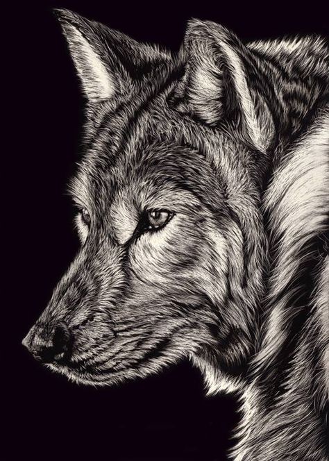 Beautiful Scratchboard Portraits of Animals by Allan Ace Adams (Every Line is a Scratch) - My Modern Met Scratchboard Animals, Scratch Board Art, Black Paper Art, Scratchboard Art, Black Paper Drawing, Scratch Art, Wolf Drawing, Silver Wolf, White Drawing