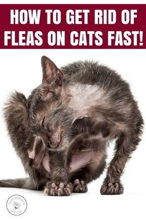 Fleas On Kittens, Fleas On Cats, Homemade Flea Spray, Flea Spray For Cats, Kittens Care, Home Remedies For Fleas, Get Rid Of Fleas, Flea Remedies, Cat Medicine