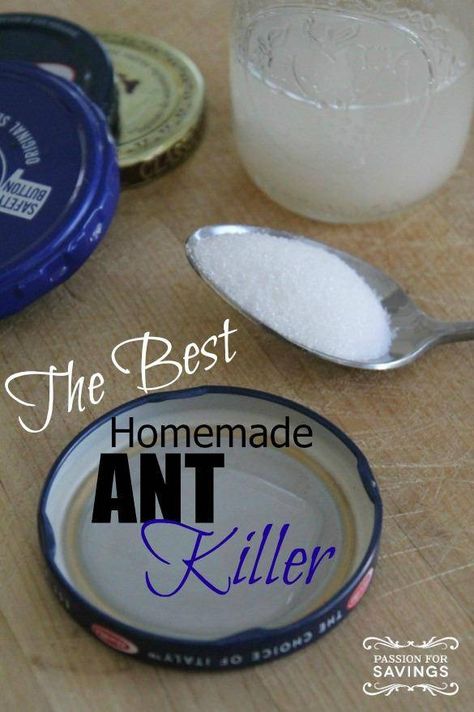 Ant Killer Recipe, Homemade Ant Killer, Ant Spray, Ant Repellent, Rid Of Ants, Kill Ants, Get Rid Of Ants, Ant Killer, Diy Pest Control