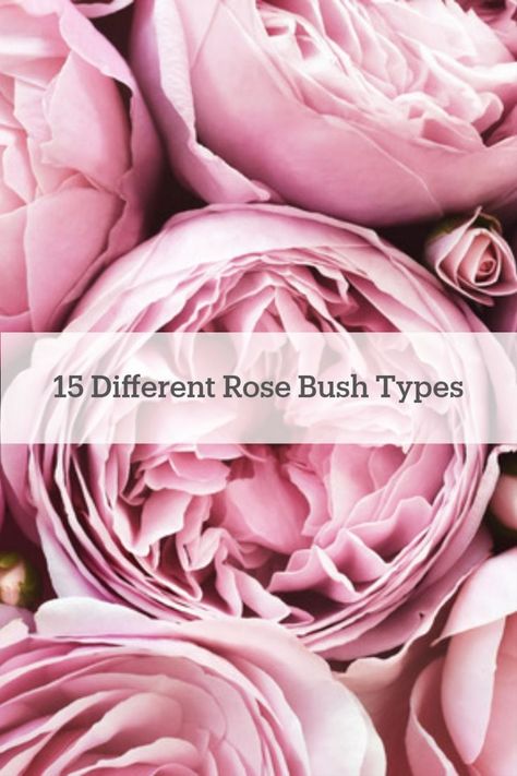 Roses make any garden look beautiful. That's why we found 15 types of #rose bushes that would look lovely in your garden! Bush Roses Shrubs, Rose Bush Types, Different Kinds Of Roses, Different Roses Types, Types Of Roses Chart, Rose Garden Backyard, Rose Bush Landscaping, Rose Bushes Landscape Front Yards, Rose Bushes Landscape