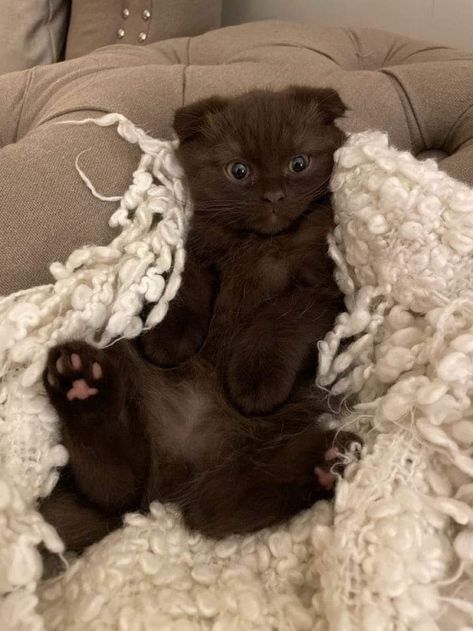 Chocolate Cat Aesthetic, Brown Cat With Brown Eyes, All Brown Cat, Brown Scottish Fold, Brown Fluffy Cat, Brown Cat Aesthetic, Chocolate Brown Cat, Dark Brown Cat, Chocolate Cats