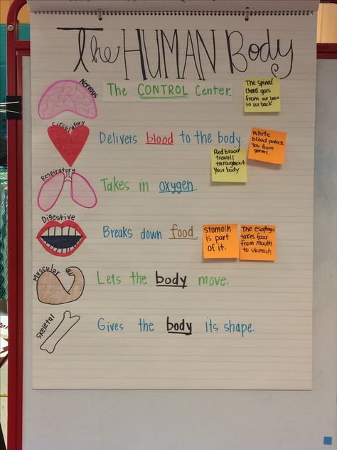 Human body Anchor chart Human Body Anchor Chart, Human Body Crafts, Human Body Lesson, Human Body Worksheets, Human Body Projects, Human Body Science, Body Preschool, Human Body Activities, Body Chart