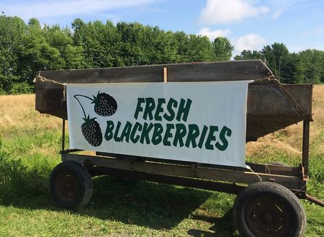 Here Are The 7 Sweetest Places To Go Berry Picking In Maryland Fresh Berry Pie, Blueberry Picking, Only In Your State, Berry Picking, Fruit Picking, Kinds Of Fruits, Growing Strawberries, Pony Rides, Scenery Background