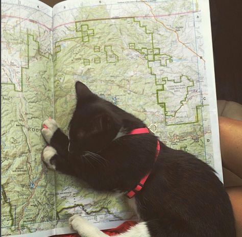 These Cats Prove The Great Outdoors Isn’t Just For Dogs - Travel Photograph - Kitten / Cat Business Cat, Camping With Cats, Colorful Hairstyles, Adventure Cat, Cat Essentials, Silly Cats Pictures, Cat Travel, Outdoor Cats, Creature Comforts