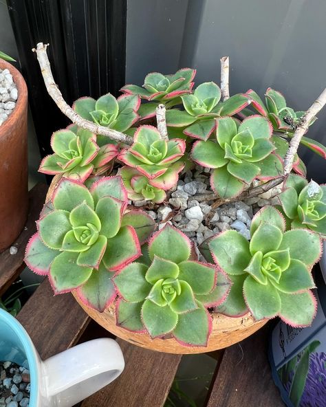 Same plant in different conditions (aeonium kiwi) Aeonium Kiwi, Kiwi, Conditioner, Plants, Quick Saves