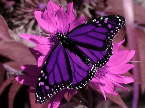 Miraculous Fanfiction, Butterfly Dresses, Butterfly Purple, Beautiful Butterfly Pictures, Butterfly Species, Beautiful Butterflies Art, Butterfly Pictures, Fields Photography, Gcse Art