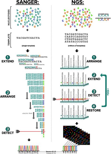 Click on image to zoom Sanger Sequencing, Next Generation Sequencing, Microbiology, Genetic, Next Generation, The Basics, The Professional, Biology, Bullet Journal