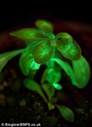 A bright idea! Genetically engineered plant glows so brightly it can be used as a LAMP. Starlight Avatar claims to be the first light-emitting plant and was made by bioengineers at Bioglow, St Louis, Missouri Plant was created by splicing genes from bioluminescent bacteria with a pot plant called Nicotiana alata. Dark Tree, Plant Lighting, Mood Light, Luz Natural, All About Plants, Natural Glow, Cool Plants, Sustainable Living, One Light