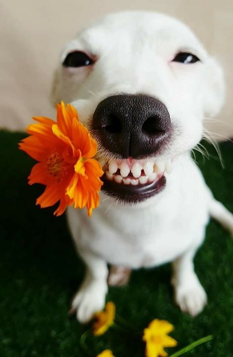 White Dog, A Flower, Yellow, Funny, White