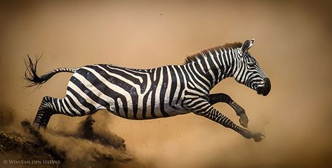 wildlife-photography-understanding-ethical-practices Zebra Pictures, Plains Zebra, Serengeti Tanzania, Wild Animals Photos, Zebras Animal, Pictures Of The Week, Small Pool, African Wildlife, Animal Behavior