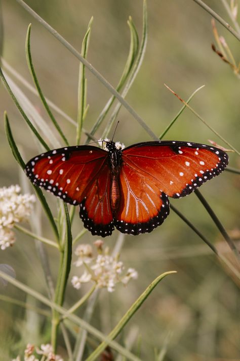 #nature #naturephoto #getoutdoors #canon #wildlife #wildlifephotography #wildlifewednesday #wildlifebiologist #photography #mountains #getoutside #insect #bugs #aesthetic #butterfly #bee #pollinators #bugs #sunshine #beautiful #dragonfly #macrophotography #flowers #flower Bug Photography, Butterfly In Nature, Bugs Aesthetic, Bugs Cute Aesthetic, Cool Bugs Aesthetic, Butterfly Nature Aesthetic, Butterfly Insect Photography, Plant Insects, Wildlife Biologist