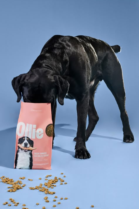 Everything your dog needs baked into bite-sized morsels. Feeding your pup fresh, healthy food has never been this easy (or delicious!) Human Food For Dogs, Fresh Recipe, Baked Food, Wow Photo, Food For Dogs, Healthy Dog Food, Dog Needs, Dog Nutrition, Healthy Dog Food Recipes