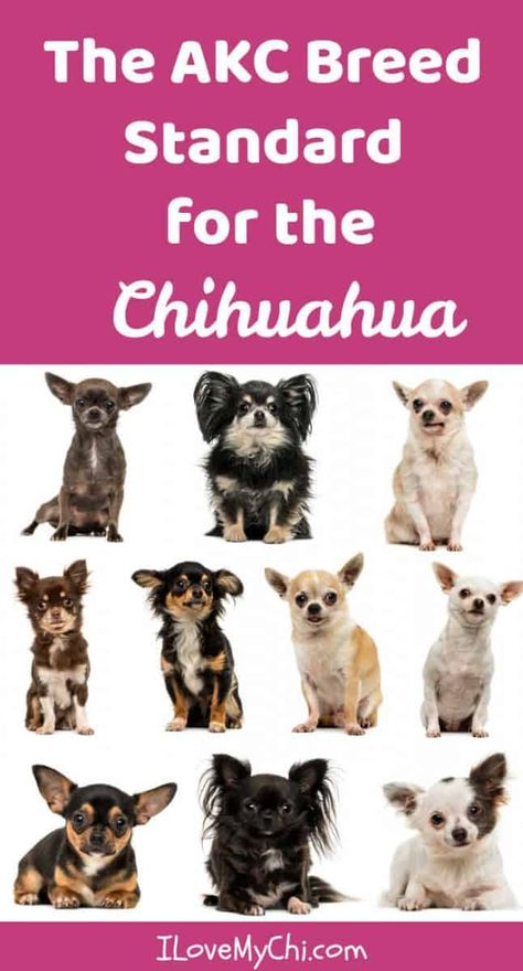 Chihuahuas are a varied breed that come in lots of colors and markings. Read all the interesting facts about this fascinating breed in this post. Types Of Chihuahua, Chihuahua Facts, Chihuahua Breeds, Chihuahua Owner, Dog Organization, Baby Chihuahua, Chihuahua Art, Akc Breeds, Long Haired Chihuahua