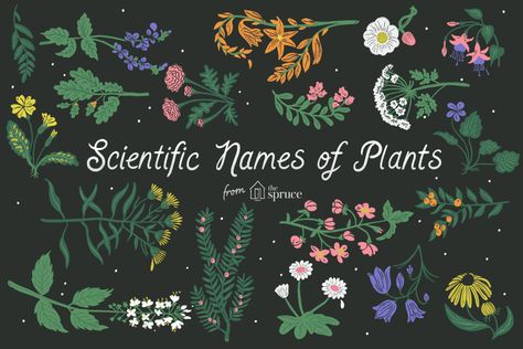 Search for Plants by Scientific Name Names Of Plants, List Of Flowers, Australian Plants, Plant Projects, Scientific Name, Flower Names, Plant List, Botanical Drawings, Plant Species