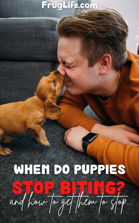 Puppy Aggression, Stop Puppy Biting, Cute Dog Memes, Puppy Training Treats, Puppy Development, Puppy Socialization, Training Puppies, Puppy Tips, Free Puppies