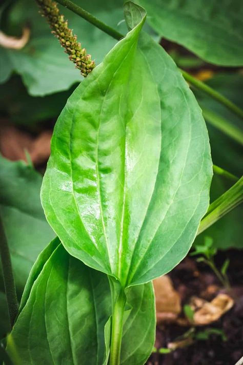 Plantain has a long history of use as a healing plant, often called nature's band-aid. Here’s everything you need to know about foraging and using plantain, including edible and medicinal uses! Plantain Plant, Wild Foraging, Plantain Recipes, Plantain Leaves, Wild Food Foraging, Medicinal Herbs Garden, Harvesting Herbs, Edible Wild Plants, Herb Gardens